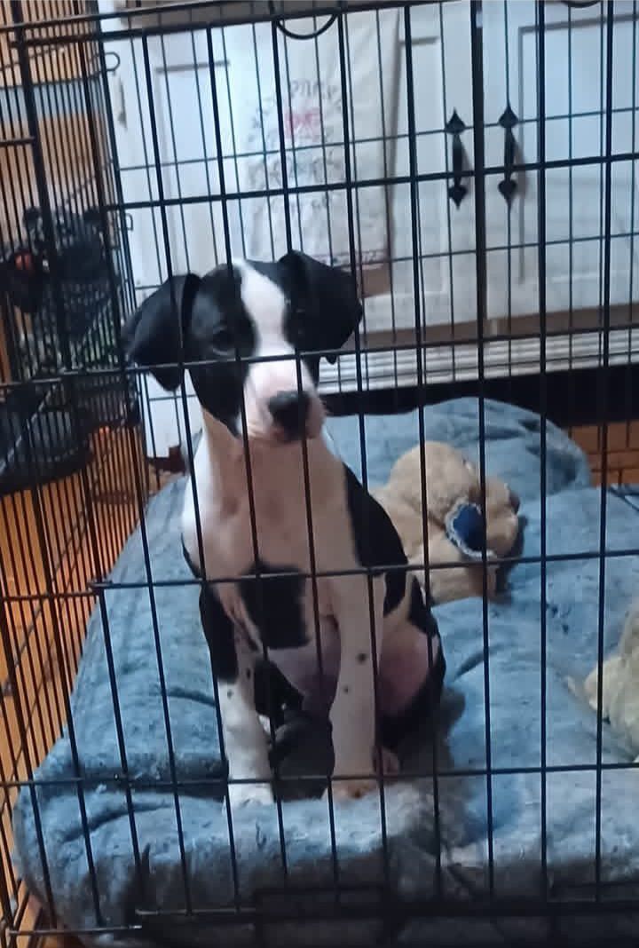 Jasper (12wo, 22lbs)