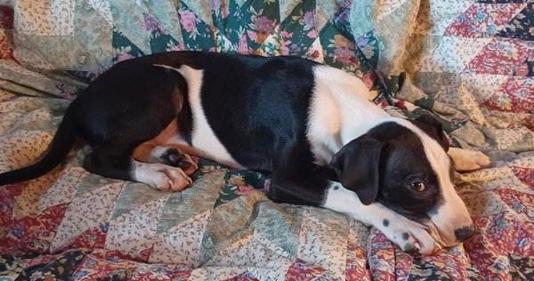 Jasper (12wo, 22lbs)