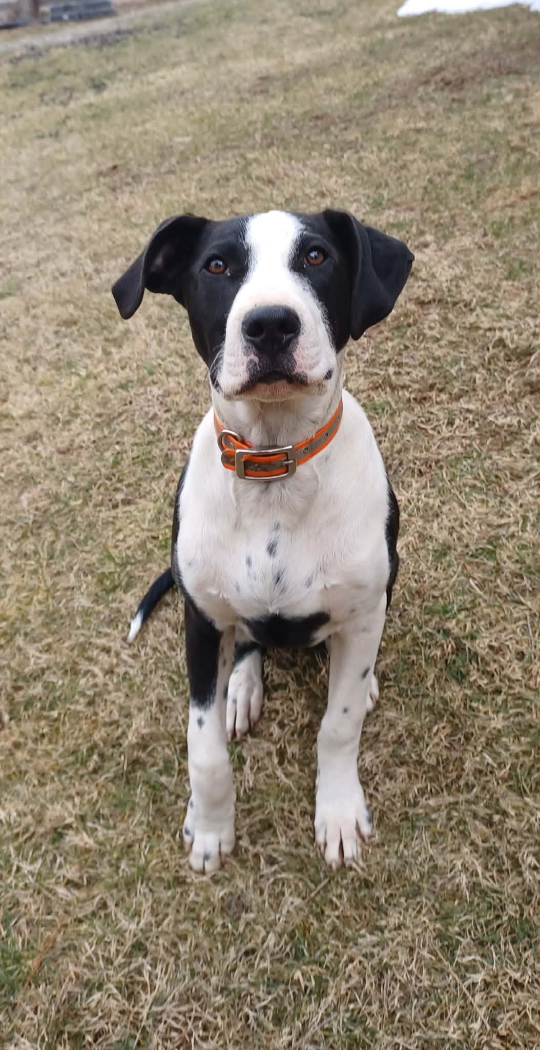Jasper (5mo, 35lbs)