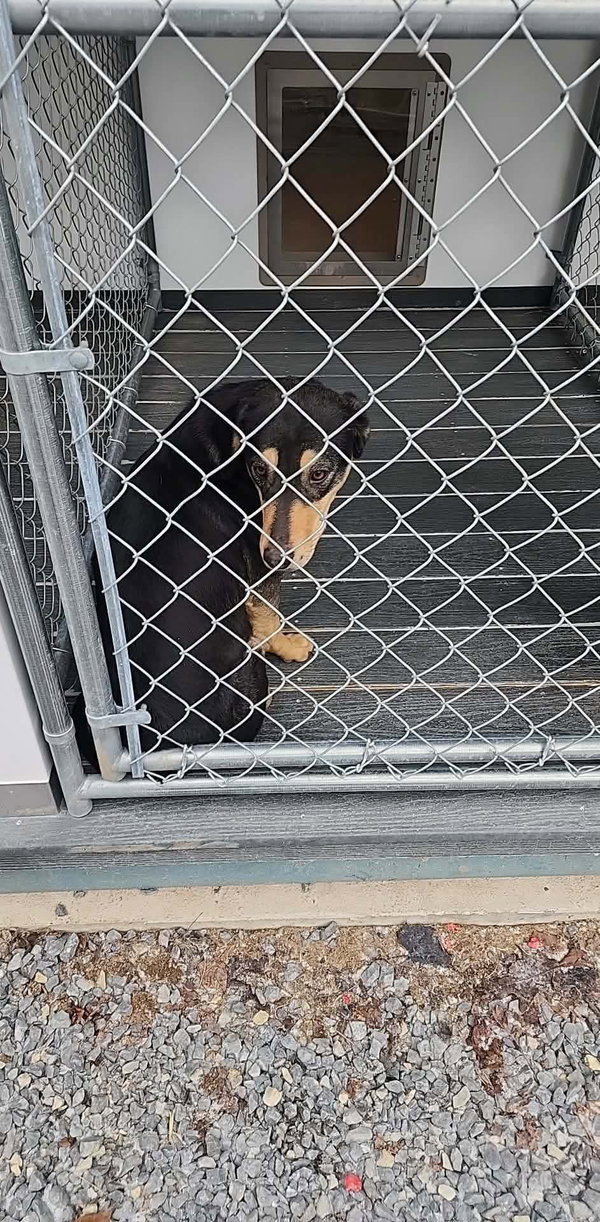 Tiffany (1yo,35lbs)