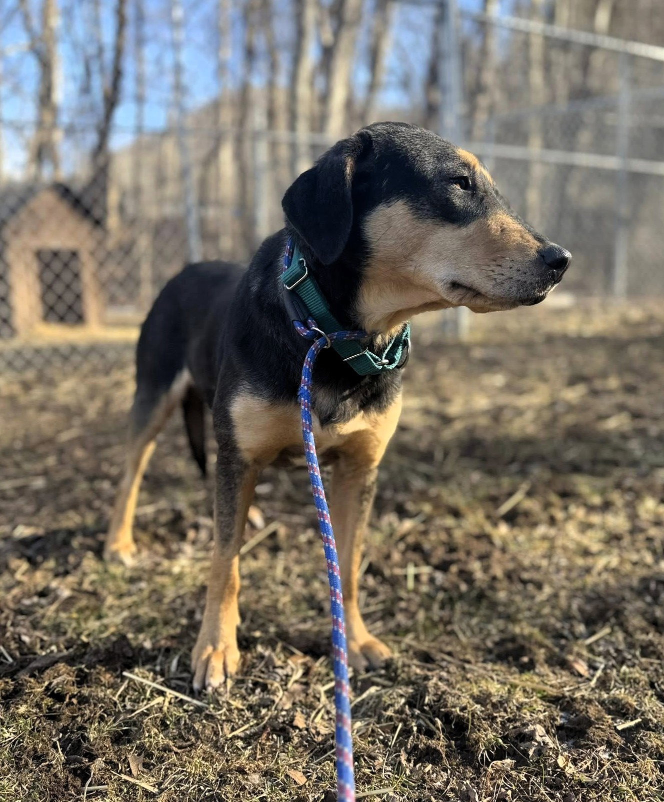 Tiffany (1yo,35lbs)