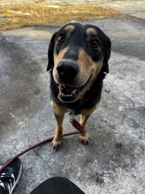 picture of the dog needing adoption