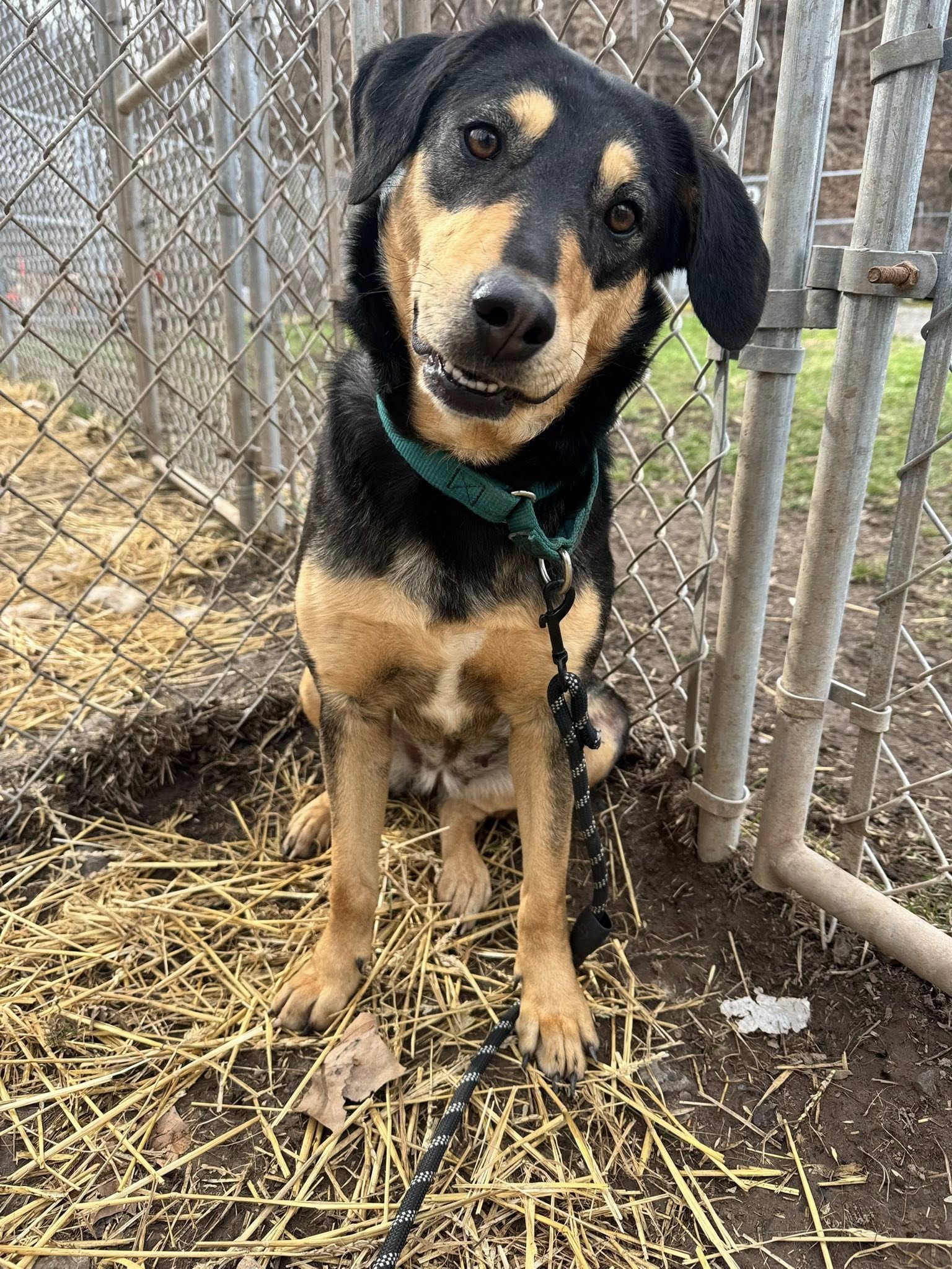 Tiffany (1yo,35lbs)
