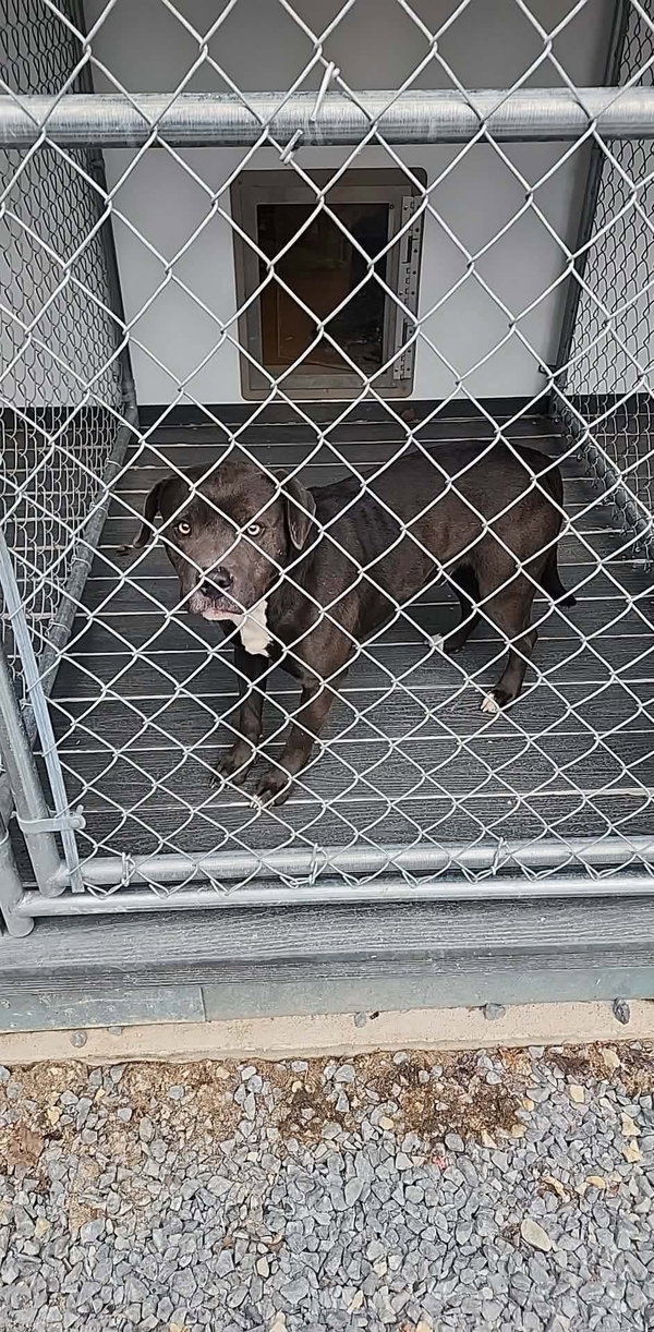 Kilo (1yo, 50lbs)