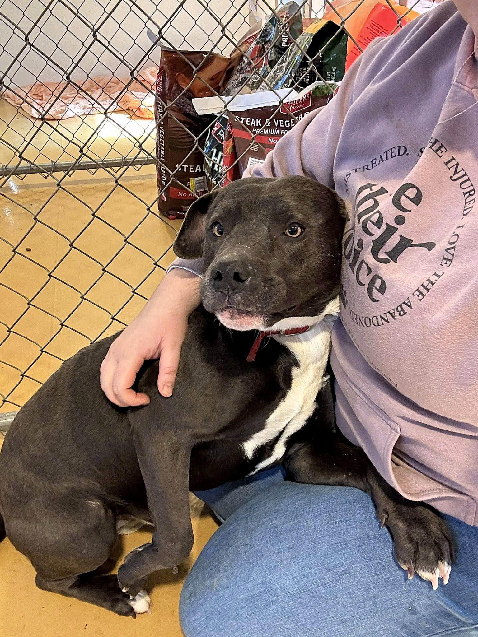 Kilo (1yo, 50lbs)