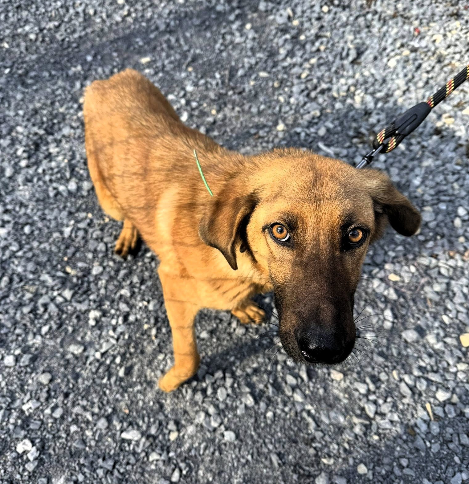 Scooby (2yo, 35lbs)