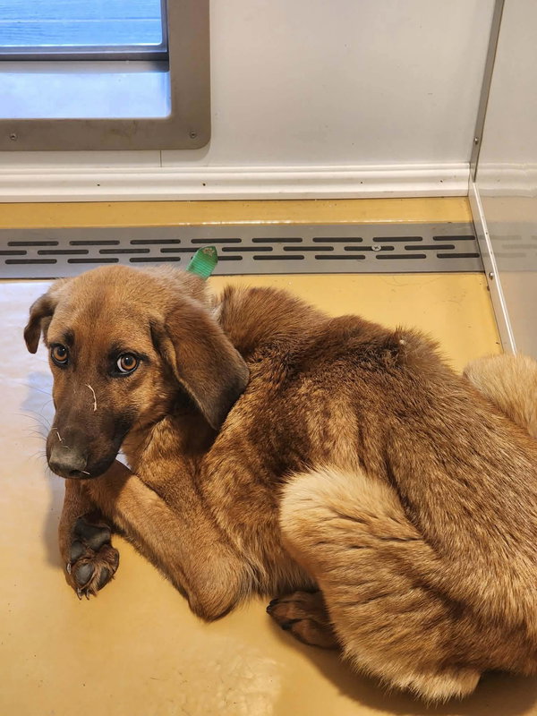 Scooby (2yo, 35lbs)