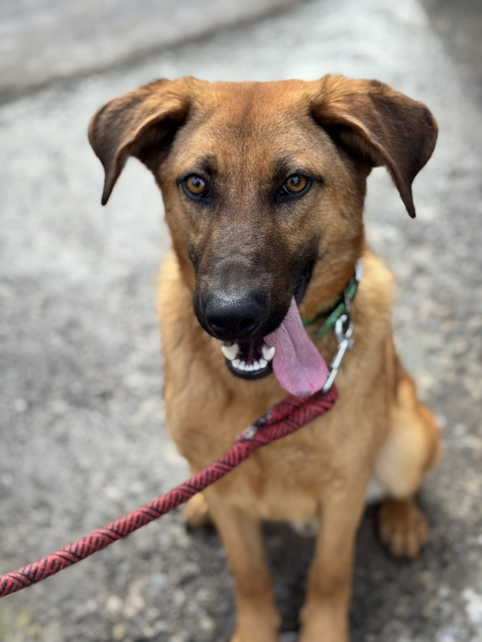 Scooby (2yo, 45lbs)