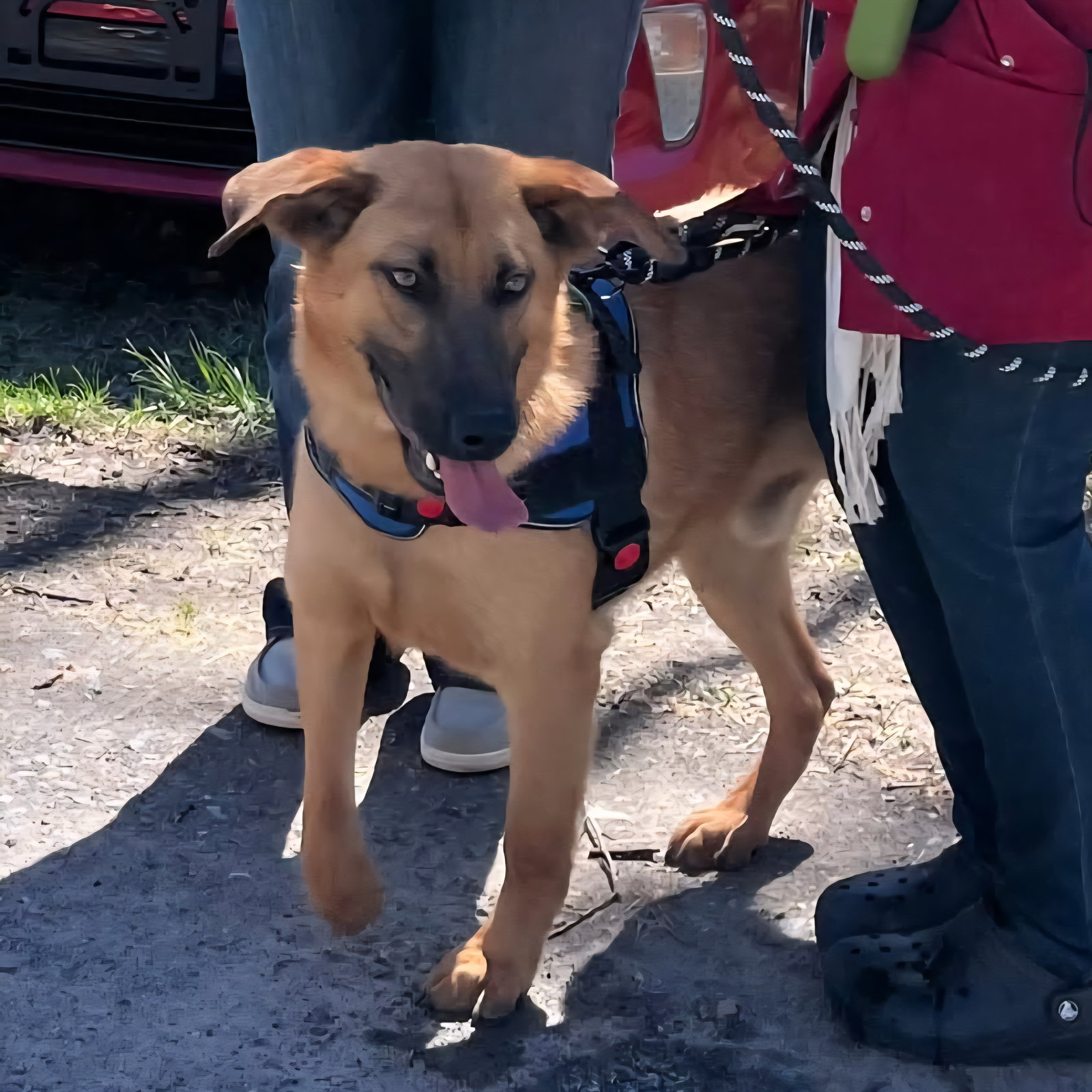 Scooby (2yo, 45lbs)