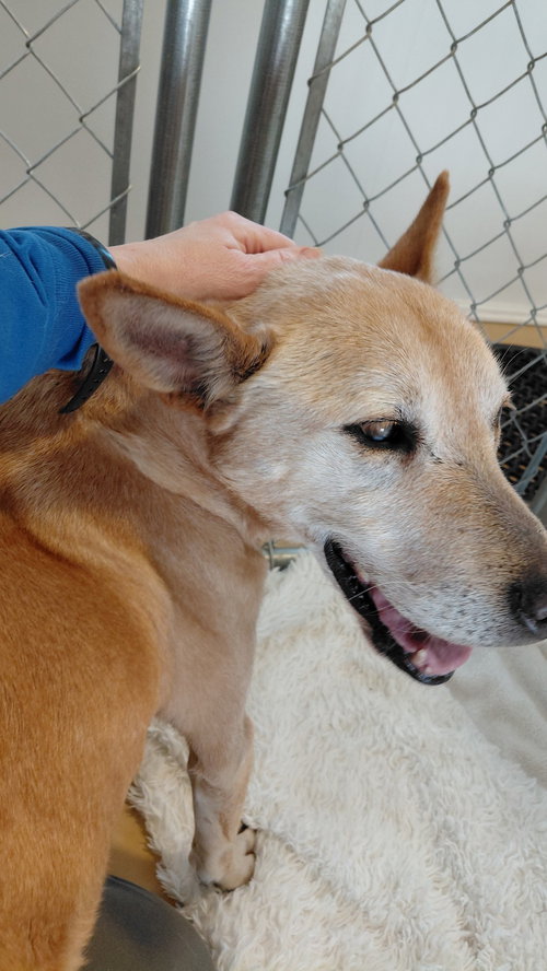 picture of the dog needing adoption