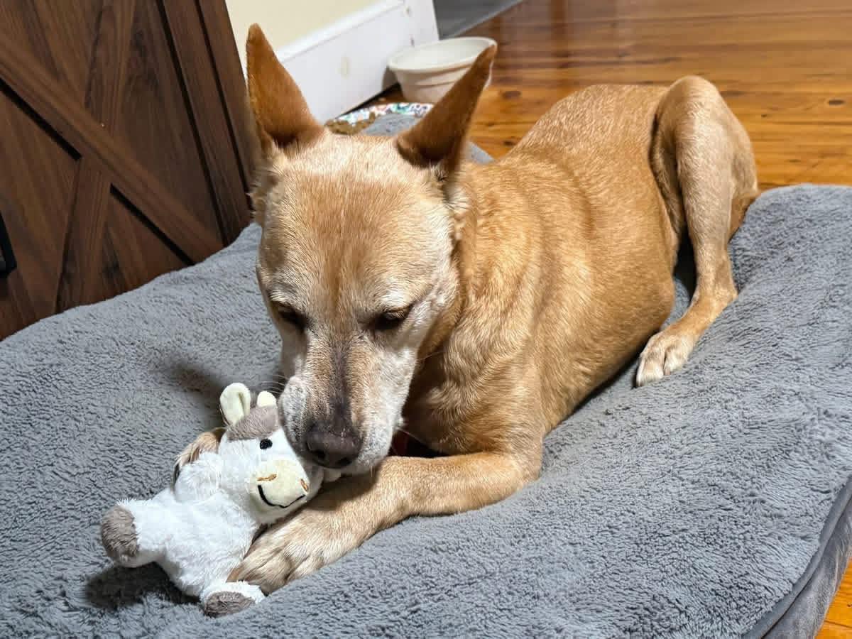 Helen (10yo, 40lbs)