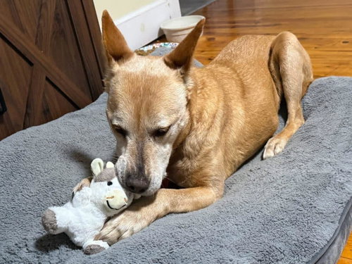Helen (10yo, 40lbs), an adoptable Shepherd in Hinton, WV