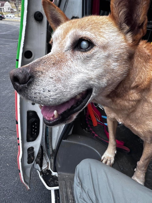 Helen (10yo, 40lbs), photo 3