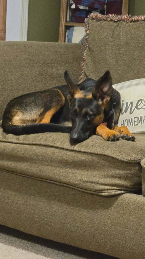 Athena (8mo, 50lbs), an adoptable German Shepherd Dog in Hinton, WV