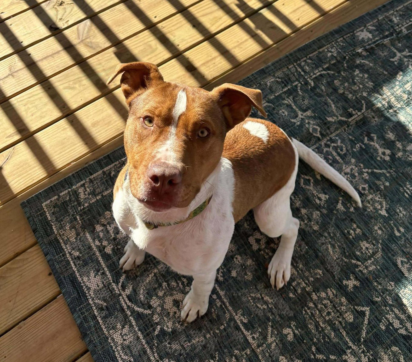Rubble II (9mo, 40lbs)