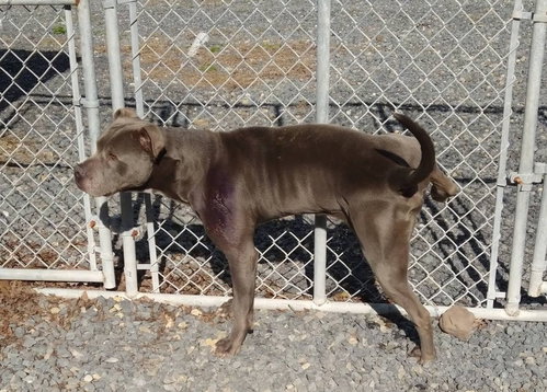 Bluey (8yo, 69lbs), photo 5
