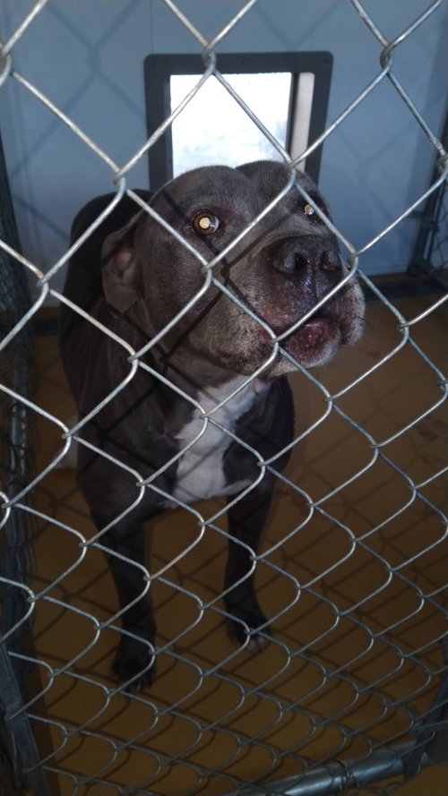 Bluey (8yo, 69lbs), photo 6