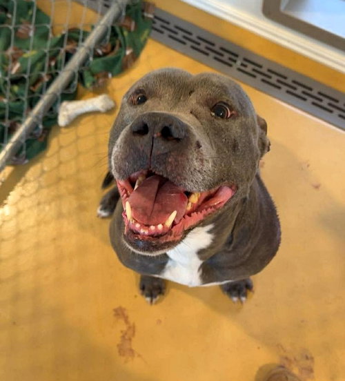 Bluey (8yo, 69lbs), an adoptable Pit Bull Terrier in Hinton, WV