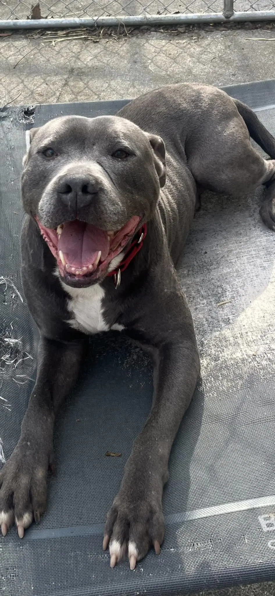 Bluey Yo Lbs image 3