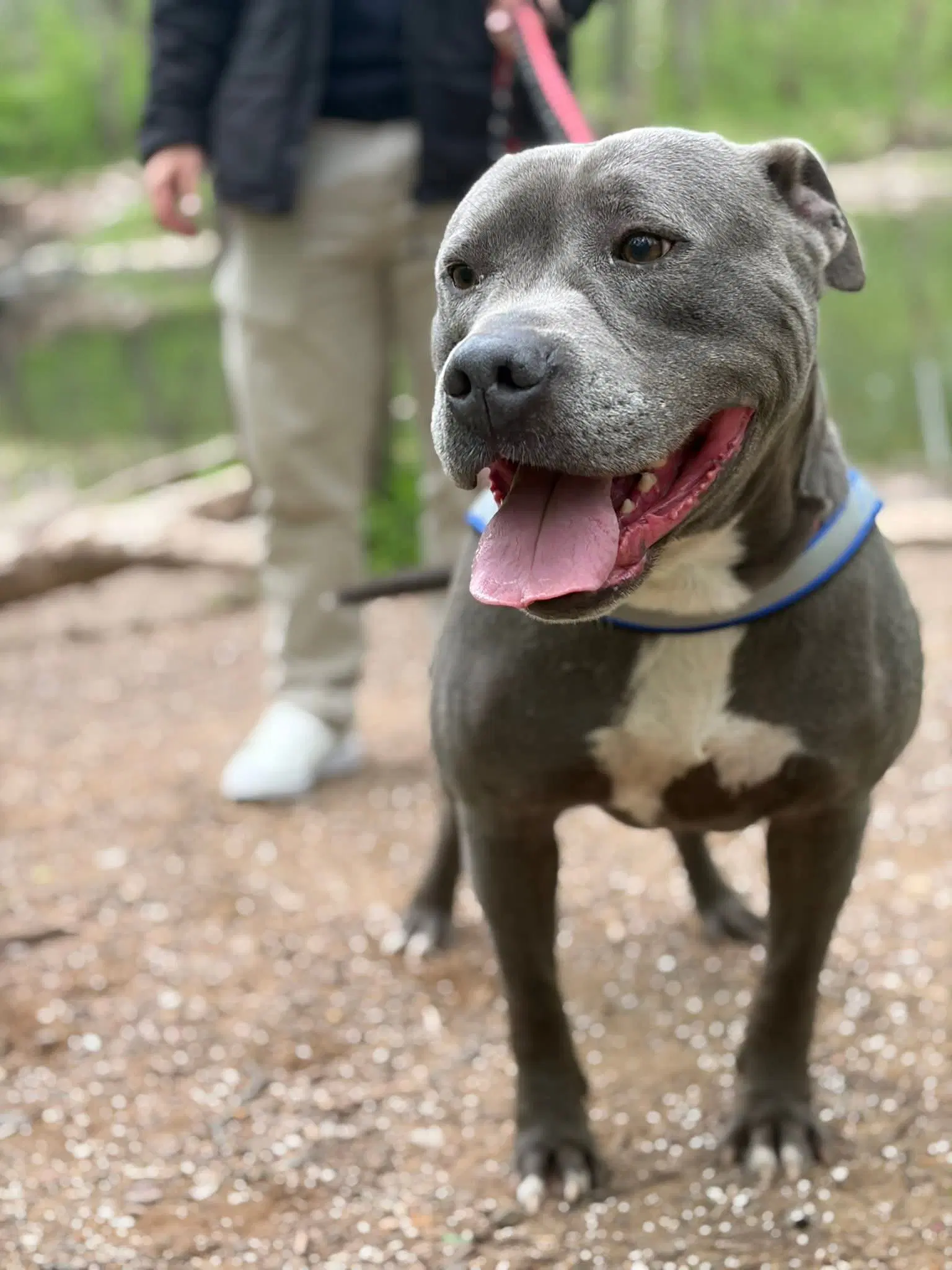 Bluey Yo Lbs - Pit Bull Terrier