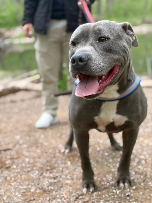 Bluey (8yo, 69lbs), an adoptable Pit Bull Terrier in Hinton, WV