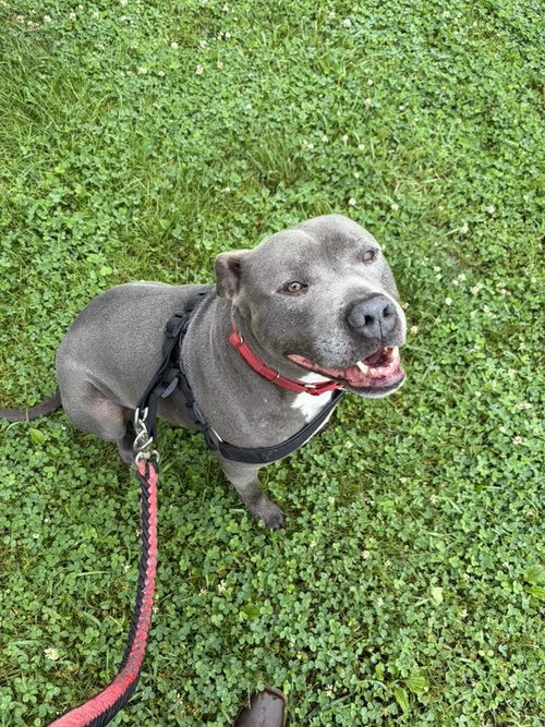 Bluey (8yo, 69lbs)