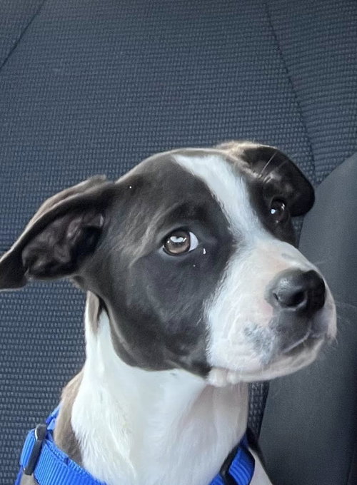 picture of the dog needing adoption