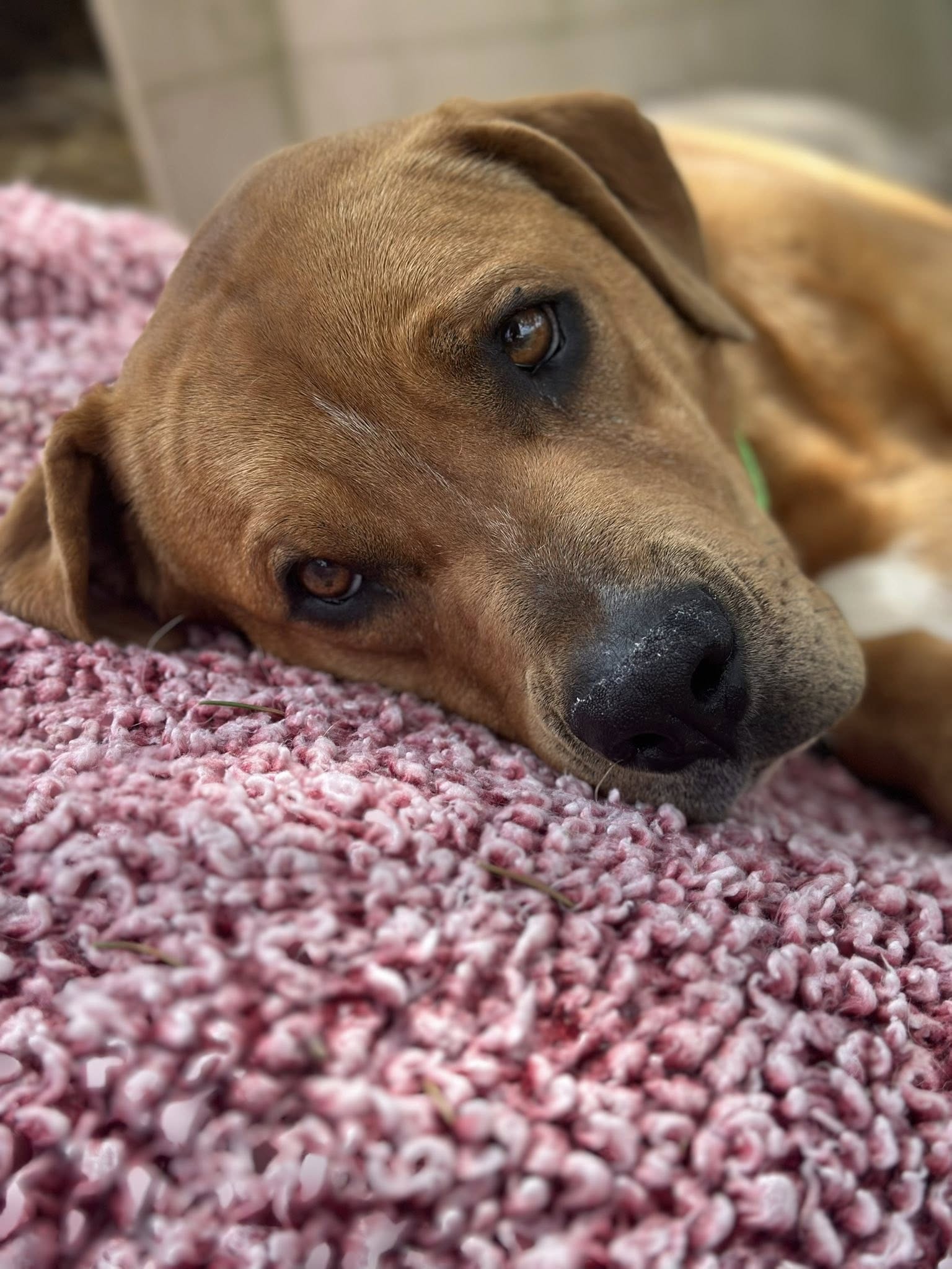 Jenny (3yo, 75lbs)