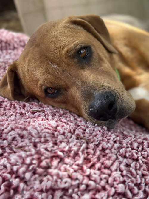 picture of the dog needing adoption