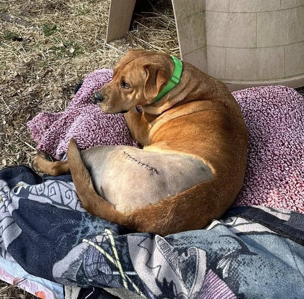 Jenny (3yo, 75lbs)