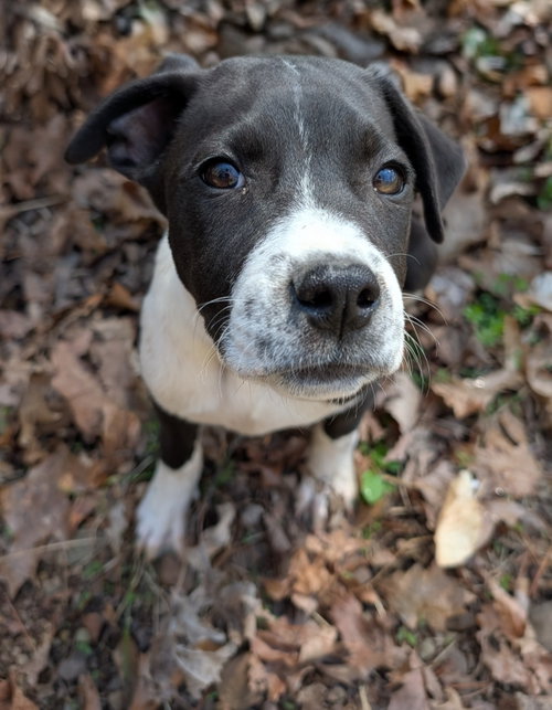 picture of the dog needing adoption
