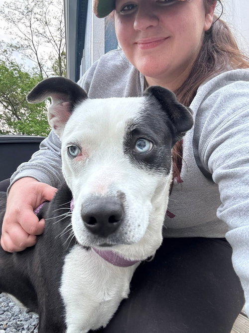Mercedes (1yo, 45lbs), an adoptable Hound in Hinton, WV