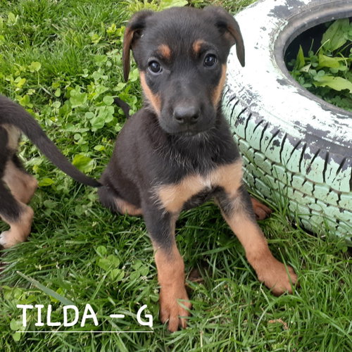 Tilda (10wo, 12lbs), an adoptable Hound in Hinton, WV