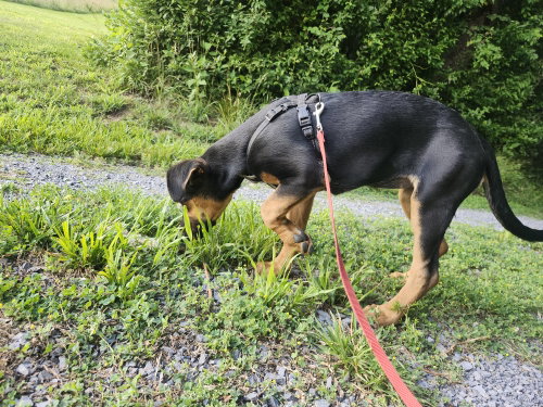 Tilda (3mo, 26lbs), an adoptable Hound in Hinton, WV