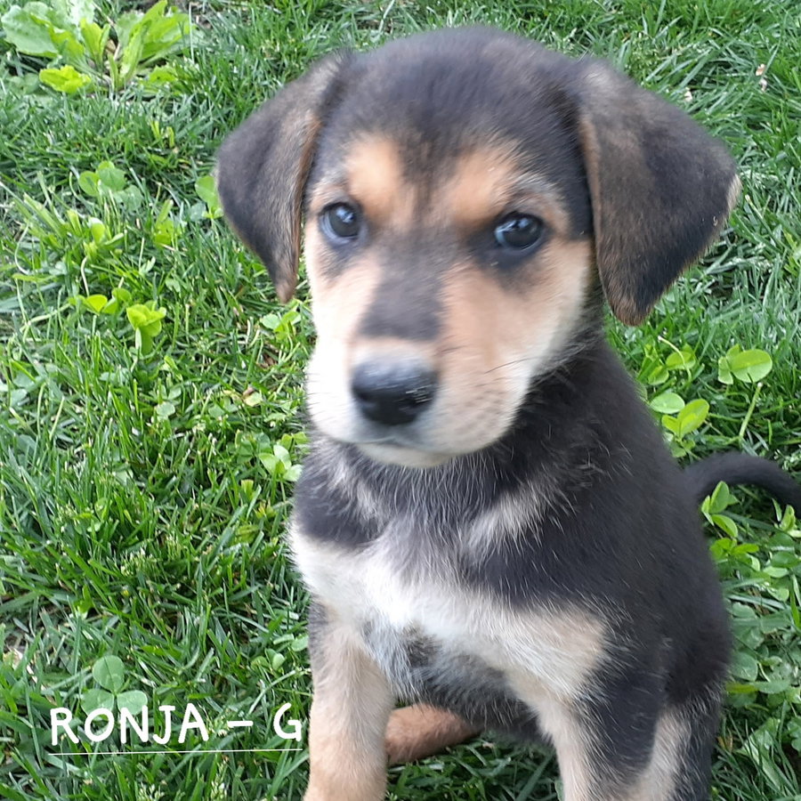 Ronja (10wo, 12lbs)
