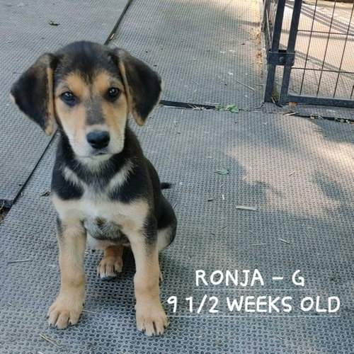 Ronja (10wo, 12lbs), an adoptable Hound in Hinton, WV
