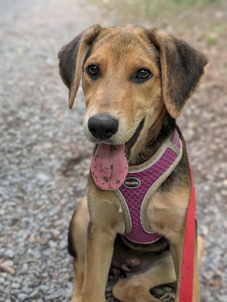 Ronja (3mo, 19lbs)