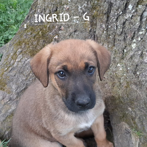 Ingrid (10wo, 20lbs), an adoptable Hound in Hinton, WV