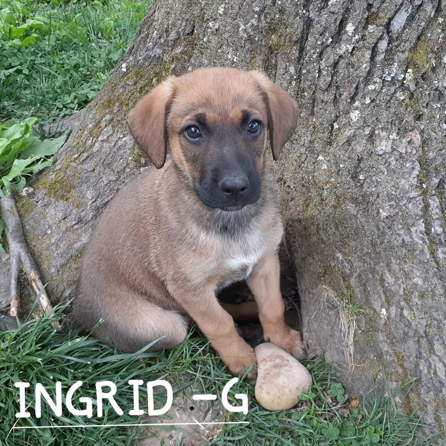 Ingrid (10wo, 20lbs)