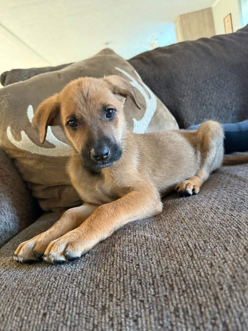 Hans (10wo, 12lbs), an adoptable Hound in Hinton, WV