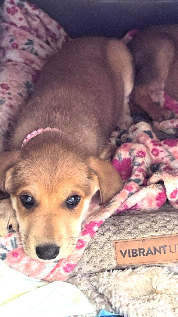 Elke (10wo, 12lbs)