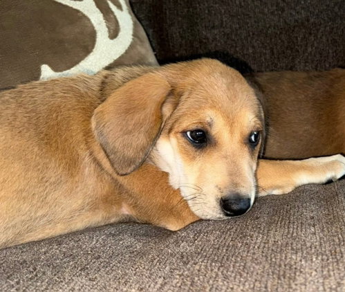 Elke (10wo, 12lbs), an adoptable Hound in Hinton, WV