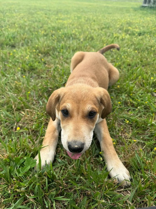 Elke (10wo, 12lbs), an adoptable Hound in Hinton, WV