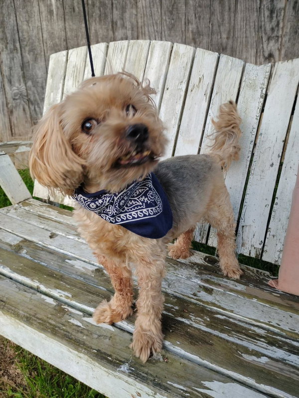 Hoey(12yo, 15lbs)
