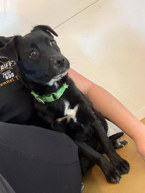 Shadow (6mo, 15lbs), an adoptable Chihuahua in Hinton, WV
