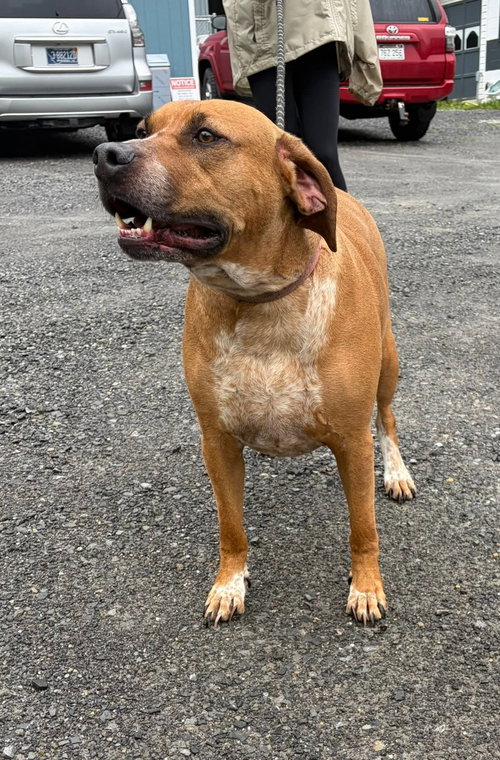 Banjo (5yo, 70lbs, an adoptable Hound in Hinton, WV