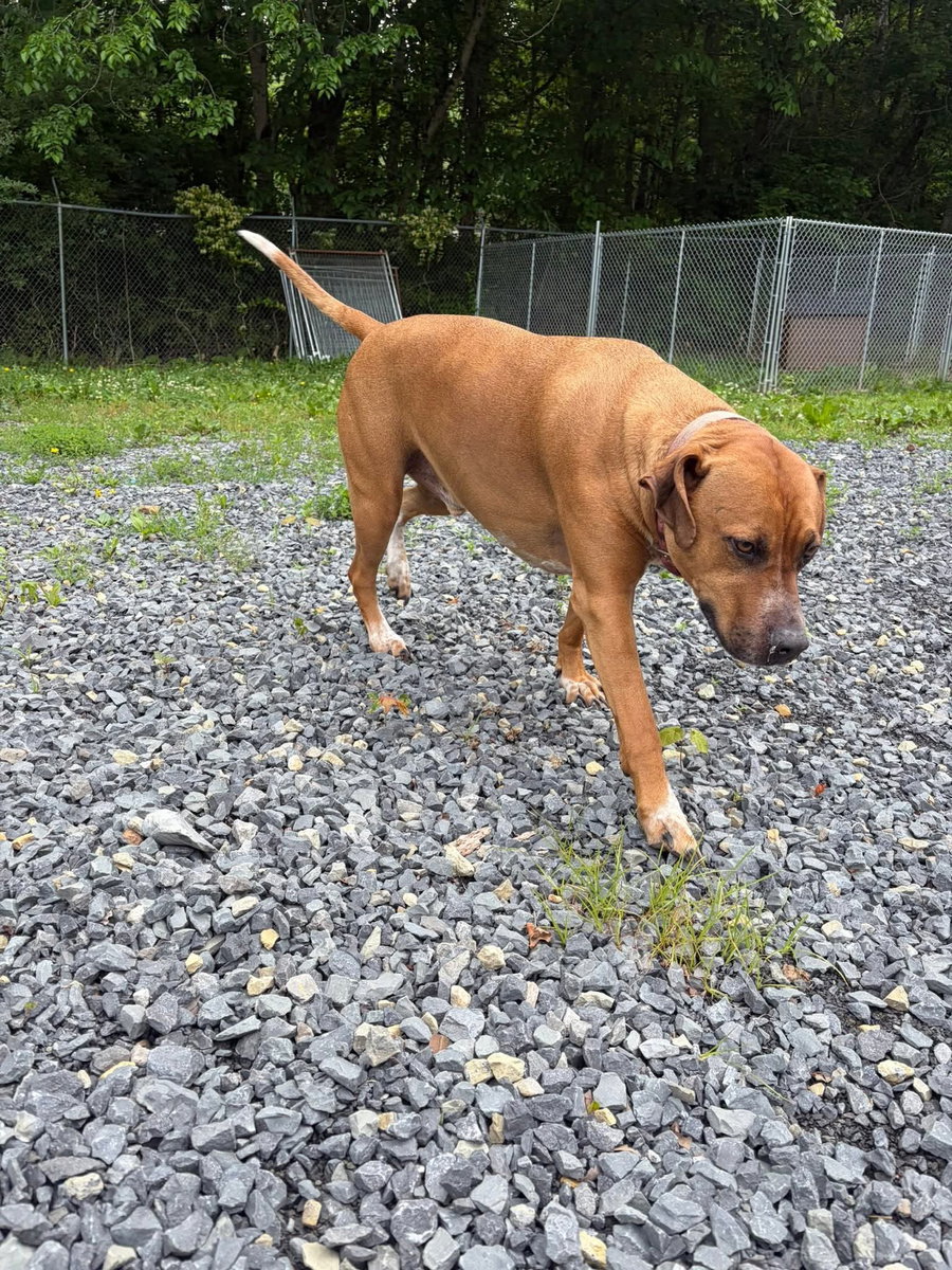 Banjo (5yo, 89lbs)