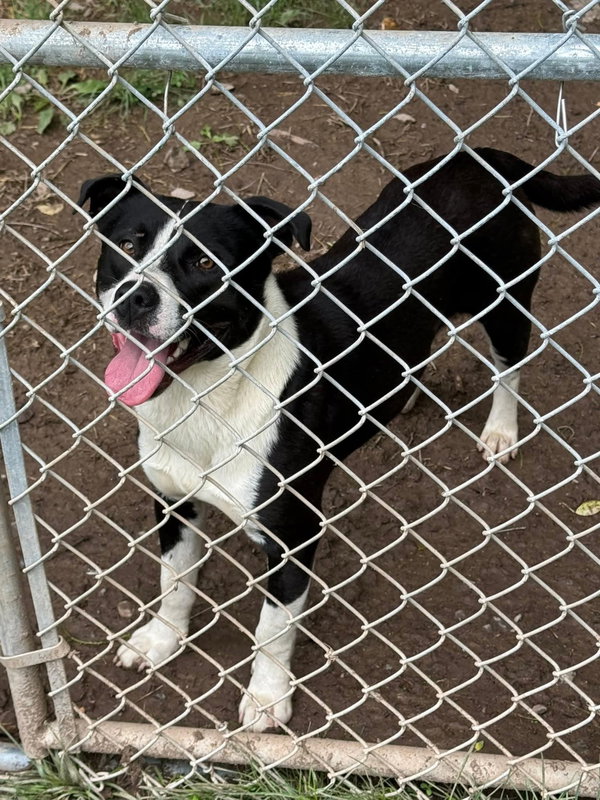 Chance (2yo, 51lbs)