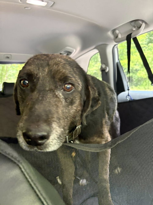 Rocco (10yo, 38lbs), photo 5