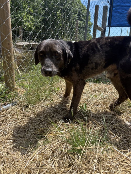 Rocco (10yo, 38lbs), photo 7